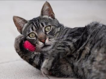 Misu Bild von Misu