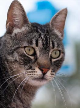 Misu Bild von Misu