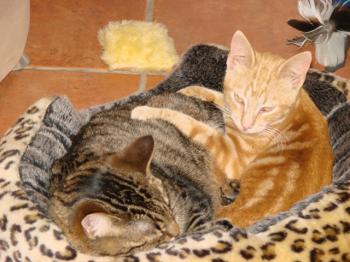 Lily Bild von Tucker