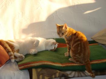 Lily Bild von Tucker