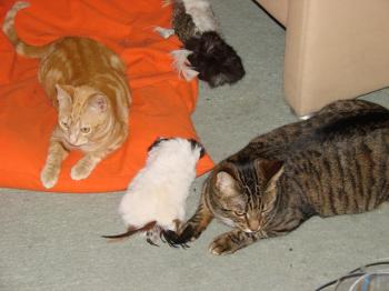 Lily Bild von Tucker