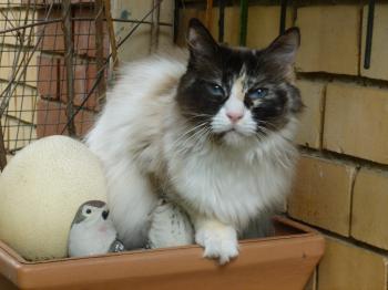 Bild von Enya