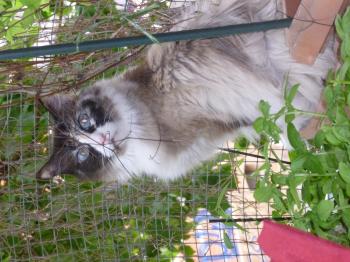 Bild von Enya