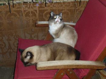 Bild von Enya
