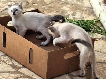 Bild von Cookie