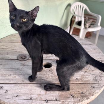 Bild von Nyx