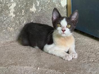 Bild von Nena