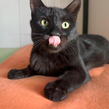Bagheera Bild von Bagheera