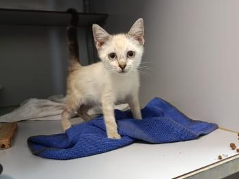 Pria Bild von Pria