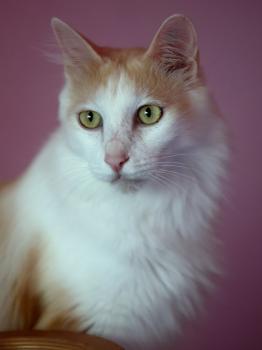 Nacho Bild von Nacho