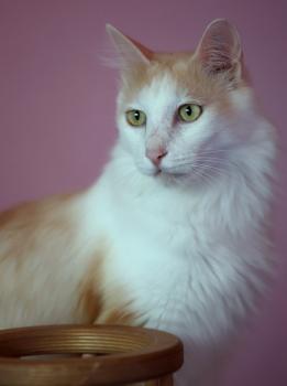 Nacho Bild von Nacho