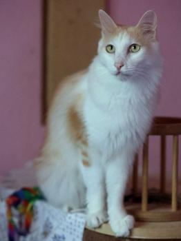 Nacho Bild von Nacho