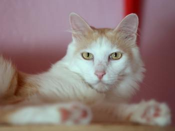 Nacho Bild von Nacho