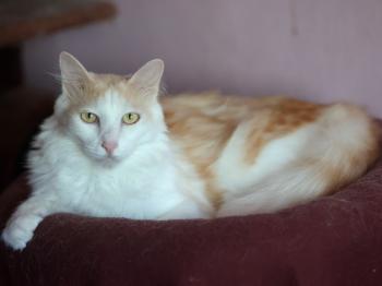 Nacho Bild von Nacho