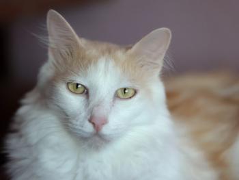 Nacho Bild von Nacho