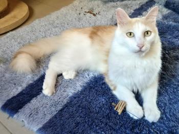 Nacho Bild von Nacho