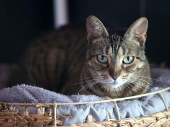 Bild von Melusi