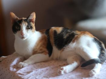 Arabella Bild von Arabella