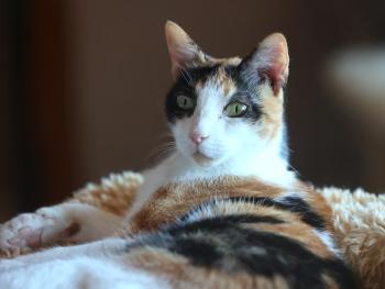 Arabella Bild von Arabella