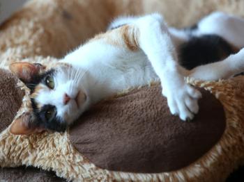 Arabella Bild von Arabella