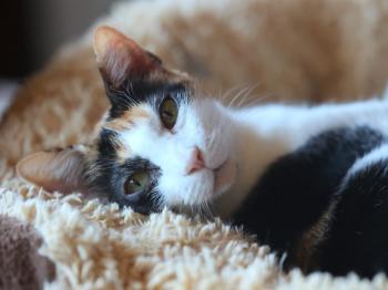 Arabella Bild von Arabella