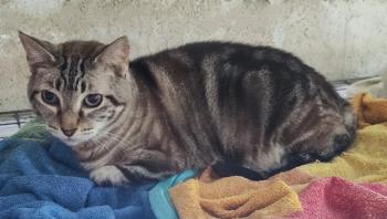 Babette Bild von Babette