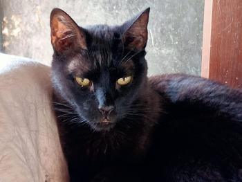 Flika Bild von Flika