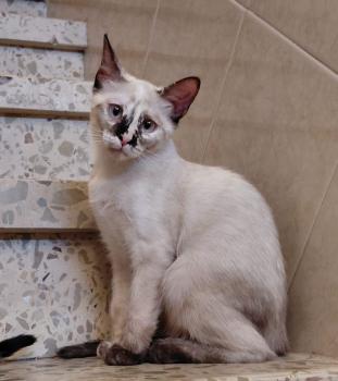 Bild von Athena