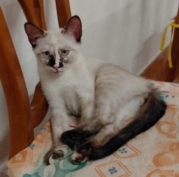 Bild von Athena