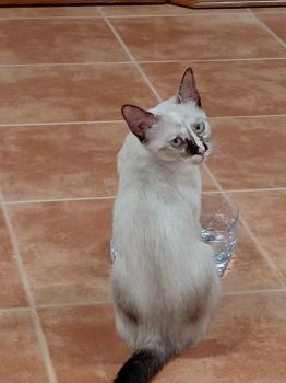 Bild von Athena