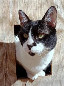Fito Bild von Fito