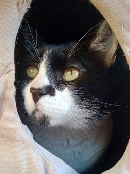 Fito Bild von Fito
