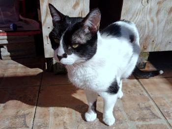 Fito Bild von Fito