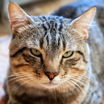 Anuki Bild von Anuki