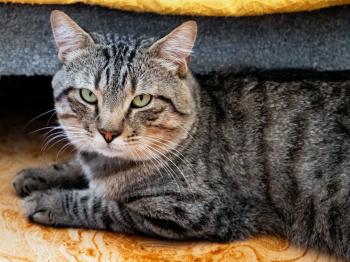 Anuki Bild von Anuki