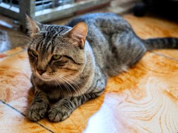 Anuki Bild von Anuki