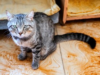 Anuki Bild von Anuki