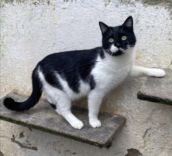 Pepito Bild von Pepito
