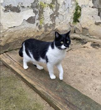 Pepito Bild von Pepito