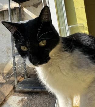 Pepito Bild von Pepito