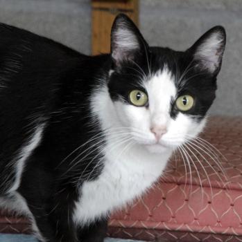 Bild von Cordelia