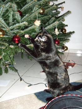 Kitty Bild von Kitty