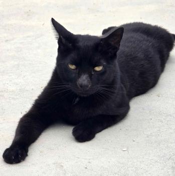 Bild von Black