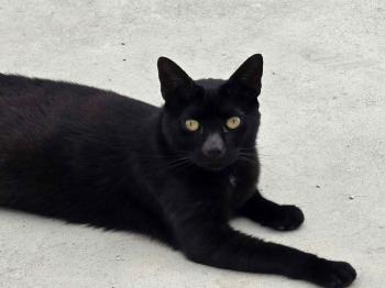 Bild von Black