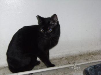 Orson Bild von Orson
