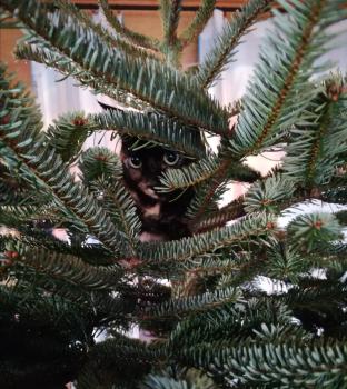 Bild von Meiga