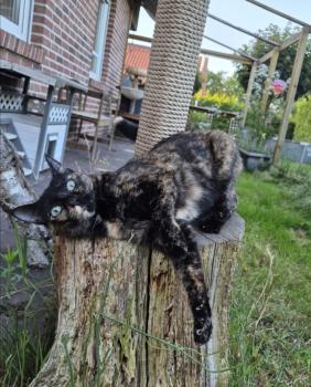 Bild von Meiga