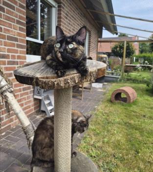 Bild von Meiga