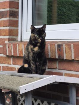 Bild von Meiga