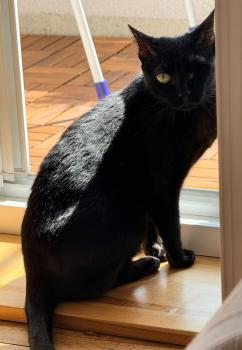 Sombra Bild von Sombra